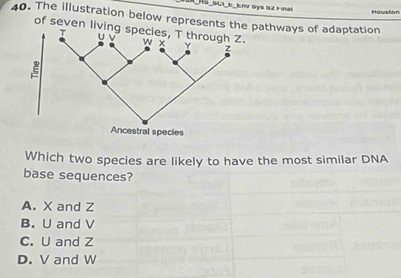 A_HS_SCI_E_Env Sys 52 Final Mouston
40. The illustration below represents the pathways of adaptation
of seve
Ancestral species
Which two species are likely to have the most similar DNA
base sequences?
A. X and Z
B. U and V
C. U and Z
D. V and W