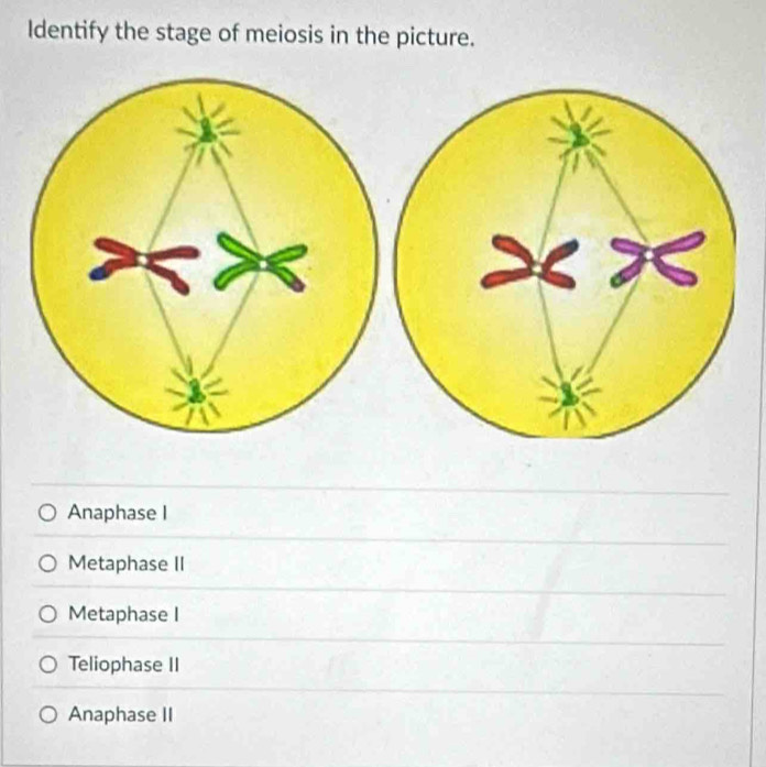 Identify the stage of meiosis in the picture.
Anaphase I
Metaphase II
Metaphase I
Teliophase II
Anaphase II