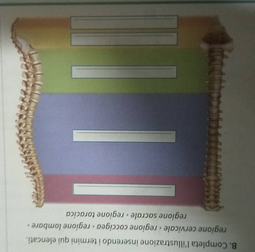 Completa l’illustrazione inserendo i termini qui elencati. 
regione cervicale - regione coccigea » regione lombare » 
regione sacrale - regione toracica 
_ 
_ 
_