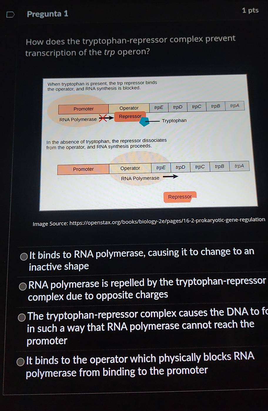 Pregunta 1 1 pts
How does the tryptophan-repressor complex prevent
transcription of the trp operon?
When tryptophan is present, the trp repressor binds
the operator, and RNA synthesis is blocked.
Promoter Operator trpE trpD trpC trpB trpA
RNA Polymerase Repressor
Tryptophan
In the absence of tryptophan, the repressor dissociates
from the operator, and RNA synthesis proceeds.
Promoter Operator trpE trpD trpC trpB trpA
RNA Polymerase
Repressor
Image Source: https://openstax.org/books/biology-2e/pages/16-2-prokaryotic-gene-regulation
It binds to RNA polymerase, causing it to change to an
inactive shape
RNA polymerase is repelled by the tryptophan-repressor
complex due to opposite charges
The tryptophan-repressor complex causes the DNA to fo
in such a way that RNA polymerase cannot reach the
promoter
It binds to the operator which physically blocks RNA
polymerase from binding to the promoter