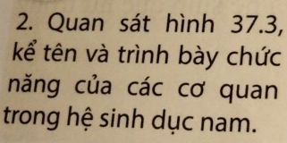 Quan sát hình 37.3, 
kể tên và trình bày chức 
năng của các cơ quan 
trong hệ sinh dục nam.