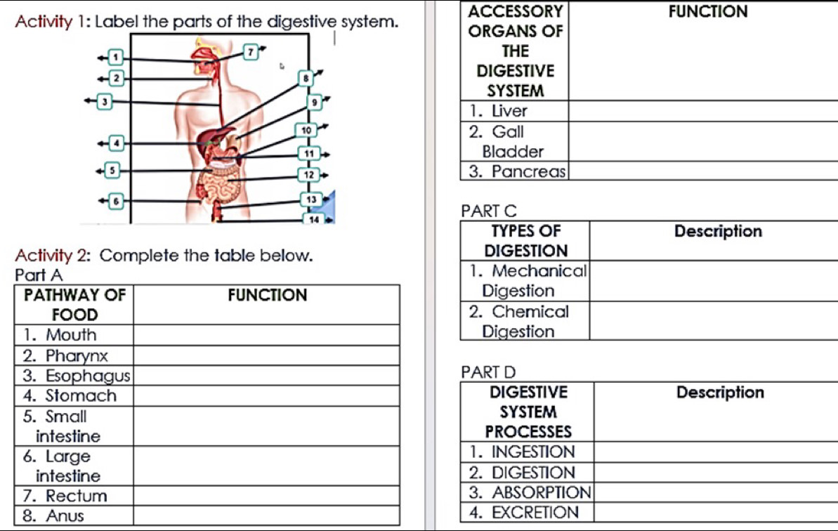 ACCESSORY FUNCTION 
Activity 1: Label the parts of the digestive system. 


Activity 2: Complete the table below.