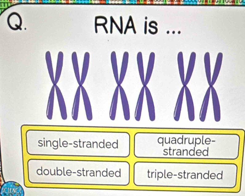 RNA is ...

single-stranded
quadruple-
stranded
double-stranded triple-stranded