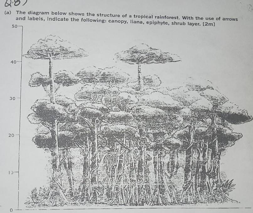 Solved: The diagram below shows the structure of a tropical rainforest ...
