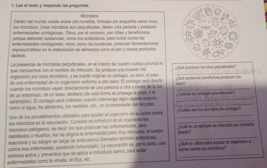 Lee el texto y responde las preguntas.
Microbios
Dentro del mundo visible existe otro invisible, formado por pequeños seres vivos,
los microbios. Unos mícrobios son perjudiciales, tienen vida parásita y producen
enfermedades contagiosas. Otros, por el contrario, son útiles y beneficiosos
porque ellaboran sustancías, como los antibióticos, para luchar contra las
enfermedades contagiosas; otros, como las levaduras, producen fermentaciones
imprescindibles en la elaboración de alimentos como el pan y ciertos productos
lácteos.
La presencia de microbios perjudiciales, en el interior de nuestro cuerpo provoca lo
_
que conocemos con el nombre de infección. Se produce una invasión del ¿Qué provocan los virus perjudiciales?
organismo por esos microbios, y se puede originar un contagio, es decir, el paso ¿Qué sustancia beneficiosa producen los
de una enfermedad de un organismo enfermo a otro sano. El contagio será directo virus?
cuando los microbios váyan directamente de una persona a otra a través de la tos,_
de un estomudo, de un beso, etcétera (de esta forma se propaga la gripe, o el
sarampión). El contagio será indirecto cuando intervenga algún agente externo ¿Cuándo se contagia una infección?
como el agua, los alimentos, los vestidos, etc., en la transmisión del microbio._
Uno de los procedimientos utilizados para ayudar al organismo en su lucha contra _¿Cuáles son los dos tipos de contagio?
los microbios es la vacunación. Consiste en introducir en el organismo los_
microbios patógenos, es decir, los que producen las enfermedades, pero  ¿Cuál es un ejemplo de infección por contacto
debilitados o muertos. Así se origina la enfermedad pero muy atenuada; el cuerpo directo?
reacciona y su sangre se carga de anticuerpos (llamados también antitoxinas)_
contra esa enfermedad, quedando inmunizado. La vacunación es, por lo tanto, una ¿Qué se utiliza para ayudar al organismo a
defensa activa y preventiva que se aplica a individuos sanos, para evitar luchar contra los microbios?
enfermedades como la viruela, el tifus, etc.