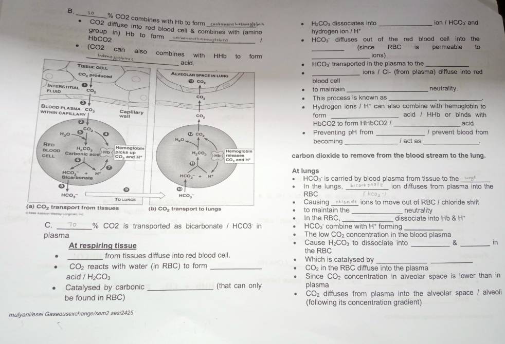 CO2 combines with Hb to form__ carb enains i eon ges t h H_2CO_3 dissociates into _ion / HCOx and
CO2 diffuse into red blood cell & combines with (amino hydrogen ion / H*
group in) Hb to  form   te  e       
HbCO2 _1 HCO diffuses out of the red blood cell into the
_(since RBC is permeable to
_(CO2 can also combínes with HHb to form_
ions)
HCO₃ transported in the plasma to the_
_ions / Cl- (from plasma) diffuse into red
blood cell
to maintain _neutrality.
This process is known as_
_
Hydrogen ions / H^+ can also combine with hemoglobin to
form __acid / HHb or binds with acid
HbCO2 to form HHbCO2 /
Preventing pH from _/ prevent blood from
becoming _/ act as_
carbon dioxide to remove from the blood stream to the lung.
At lungs
HCO₃ is carried by blood plasma from tissue to the_
In the lungs, _ion diffuses from plasma into the
RBC
Causing __ ions to move out of RBC / chloride shift
to maintain the _neutrality
In the RBC, _dissociate into Hb & H
C. _ CO2 is transported as bicarbonate / HCO3 in HCO₃combine with H* forming_
plasma The low CO_2 concentration in the blood plasma
Cause H_2CO_3 to dissociate into & _in
At respiring tissue the RBC
_
_from tissues diffuse into red blood cell. Which is catalysed by_
_
CO_2 reacts with water (in RBC) to form _in the RBC diffuse into the plasma
CO_2
acid /H_2CO_3 Since CO_2 concentration in alveolar space is lower than in
Catalysed by carbonic _(that can only plasma
CO_2
be found in RBC) diffuses from plasma into the alveolar space / alveoli
(following its concentration gradient)
mulyani/esei Gaseousexchange/sem2 sesi2425