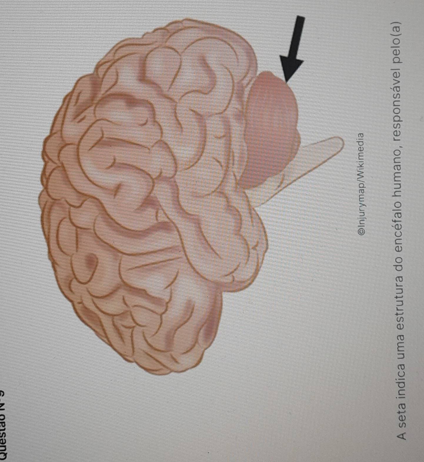 Questão 
◎Injurymap/Wikimedia 
A seta indica uma estrutura do encéfalo humano, responsável pelo(a)