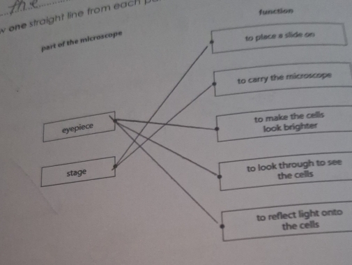 function
one straight line from each .
part of the microscope
to place a slide on
to carry the microscope
to make the cells
eyepiece
look brighter
stage to look through to see
the cells
to reflect light onto
the cells