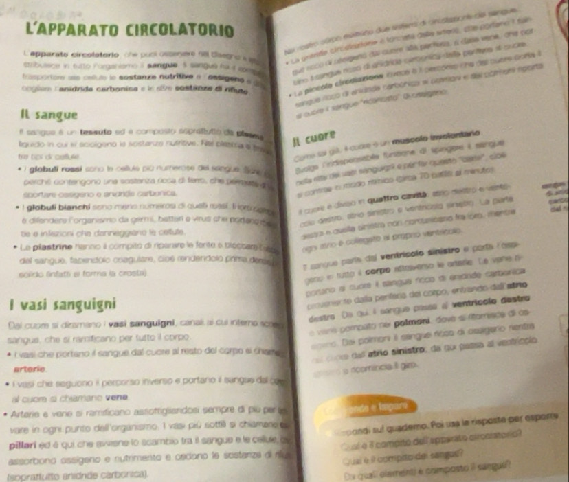 Risolto:L'Apparato Circolatorio Nas rostro cúrpo esitato due tisters di ...