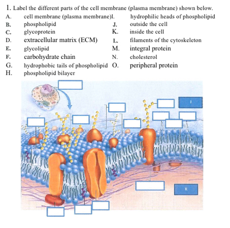 Solved: Label the different parts of the cell membrane (plasma membrane ...
