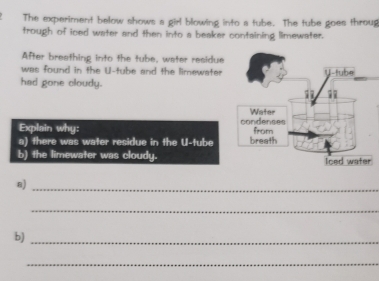 The experiment below shows a girl blowing into a tube. The tube goes throug 
trough of ioed water and then into a beaker containing limewater. 
After breathing into the tube, water residue 
was found in the U-tube and the limewater 
had gone cloudy. 
Explain why: 
a) there was water residue in the U-tube 
b) the limewater was cloudy. 
8)_ 
_ 
b)_ 
_