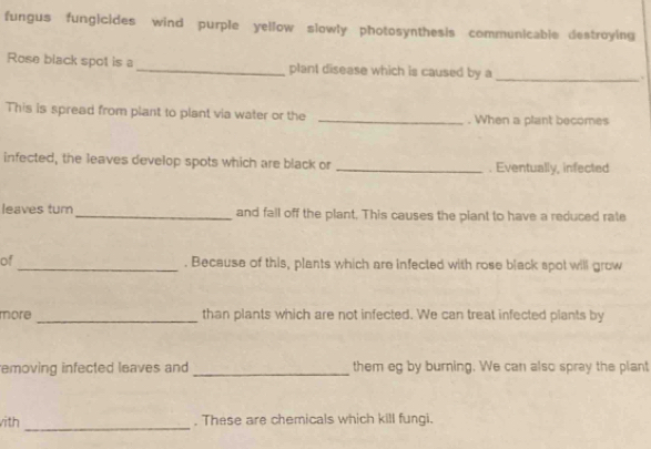fungus fungicides wind purple yellow slowly photosynthesis communicable destroying 
Rose black spot is a_ plant disease which is caused by a_ 
This is spread from plant to plant via water or the _. When a plant becomes 
infected, the leaves develop spots which are black or _. Eventually, infected 
leaves turn_ and fall off the plant. This causes the piant to have a reduced rate 
of _. Because of this, plants which are infected with rose black spot will grow 
more _than plants which are not infected. We can treat infected plants by 
removing infected leaves and _them eg by burning. We can also spray the plant 
_ 
with , These are chemicals which kill fungi.