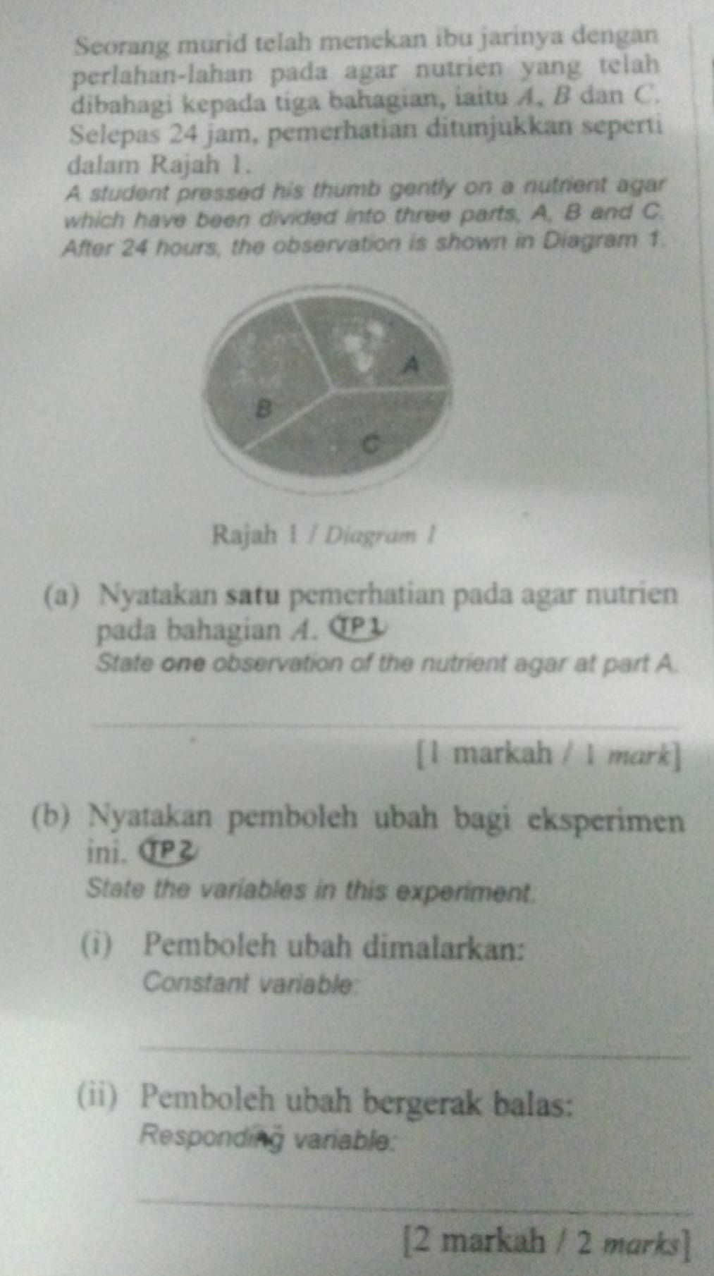 Seorang murid telah menekan ibu jarinya dengan 
perlahan-lahan pada agar nutrien yang telah 
dibahagi kepada tiga bahagian, iaitu A, B dan C. 
Selepas 24 jam, pemerhatian ditunjukkan seperti 
dalam Rajah 1. 
A student pressed his thumb gently on a nutrient agar 
which have been divided into three parts, A, B and C. 
After 24 hours, the observation is shown in Diagram 1. 
A 
B 
C 
Rajah 1 / Diagram 1 
(a) Nyatakan satu pemerhatian pada agar nutrien 
pada bahagian A. CP 
State one observation of the nutrient agar at part A. 
_ 
[1 markah / 1 mark] 
(b) Nyatakan pemboleh ubah bagi eksperimen 
ini. OP 
State the variables in this experiment. 
(i) Pemboleh ubah dimalarkan: 
Constant variable: 
_ 
(ii) Pemboleh ubah bergerak balas: 
Responding variable: 
_ 
[2 markah / 2 marks]