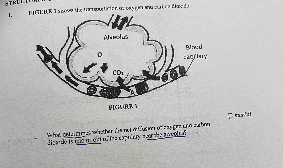 STRUCTUR
1. FIGURE 1 shows the transportation of oxygen and carbon dioxide.
[2 marks]
i. What determines whether the net diffusion of oxygen and carbon
dioxide is into or out of the capillary near the alveolus?