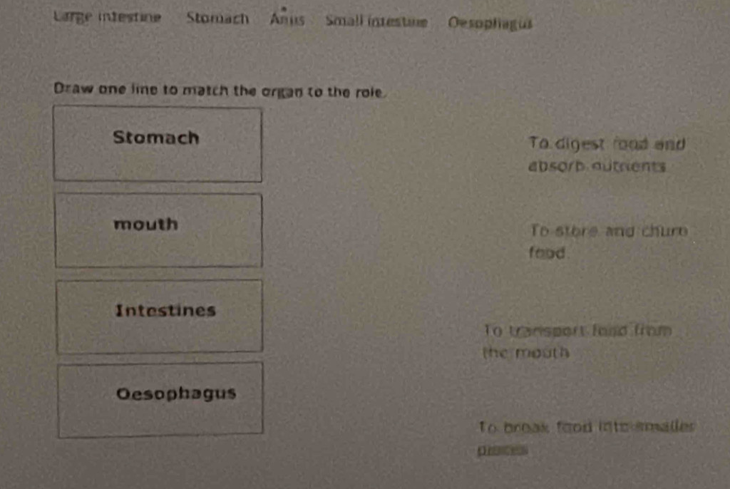 Large intestine Stomach Anus Small intestine Desophagus 
Draw one lie to match the organ to the role. 
Stomach To digest rood and 
absorb outrients 
mouth To store and chure 
food . 
Intestines 
To transport food from 
the mouth 
Oesophagus 
To break food ints smaller