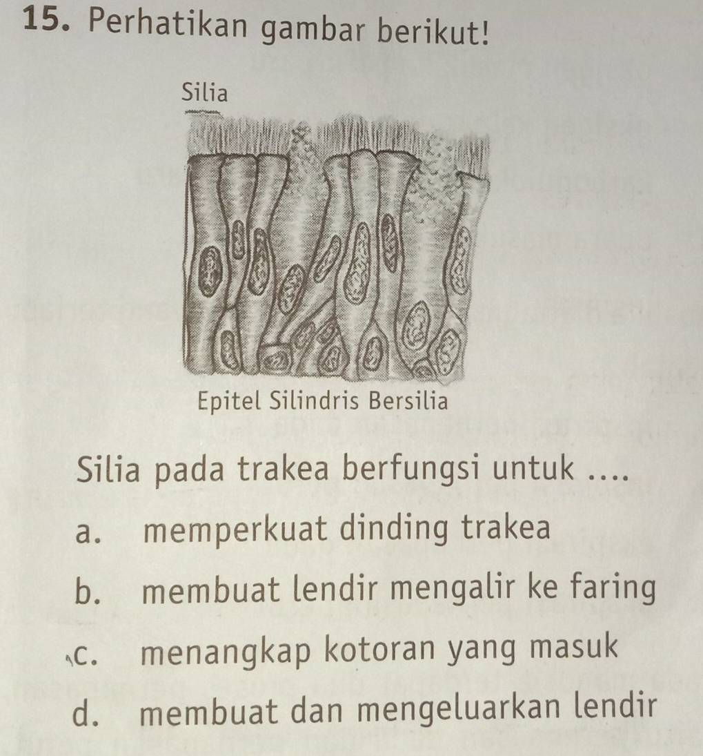 Perhatikan gambar berikut!
Epitel Silindris Bersilia
Silia pada trakea berfungsi untuk ....
a. memperkuat dinding trakea
b. membuat lendir mengalir ke faring
c. menangkap kotoran yang masuk
d. membuat dan mengeluarkan lendir