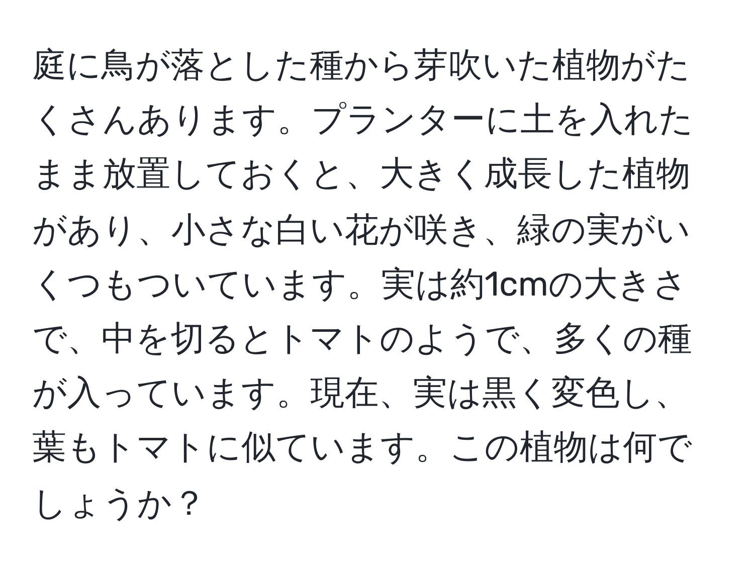 庭に鳥が落とした種から芽吹いた植物がたくさんあります。プランターに土を入れたまま放置しておくと、大きく成長した植物があり、小さな白い花が咲き、緑の実がいくつもついています。実は約1cmの大きさで、中を切るとトマトのようで、多くの種が入っています。現在、実は黒く変色し、葉もトマトに似ています。この植物は何でしょうか？