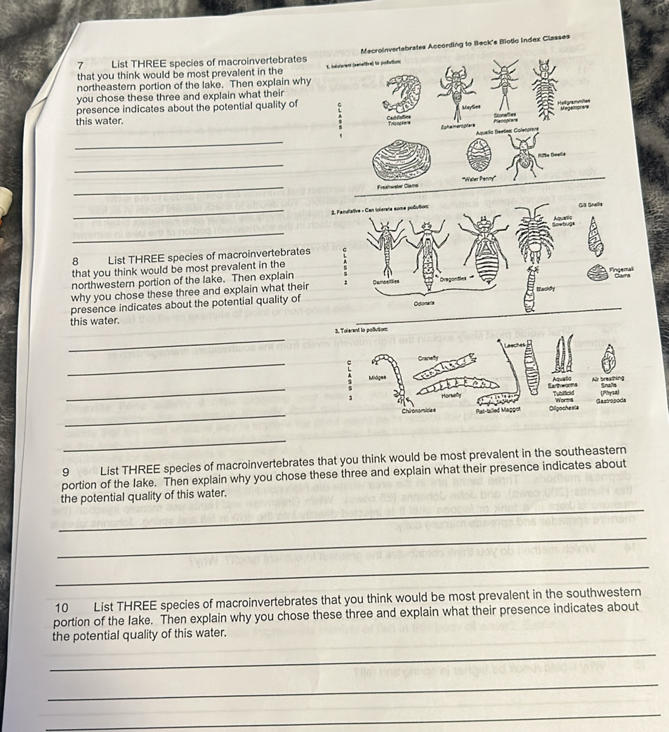 Solved: List THREE species of macroinvertebrates Macroinvertebrates ...
