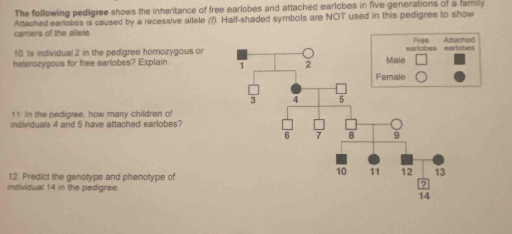 The following pedigree shows the inheritance of free earlobes and attached earlobes in five generations of a family 
Attached earlobes is caused by a recessive allele (f). Half-shaded symbols are NOT used in this pedigree to show 
carrers of the allele. 
10. Is individual 2 in the pedigree homozygous or 
heterozygous for free earlobes? Explain. 
11. In the pedigree, how many children of 
individuals 4 and 5 have attached earlobes? 
12. Predict the genotype and phenotype of 
individual 14 in the pedigree.