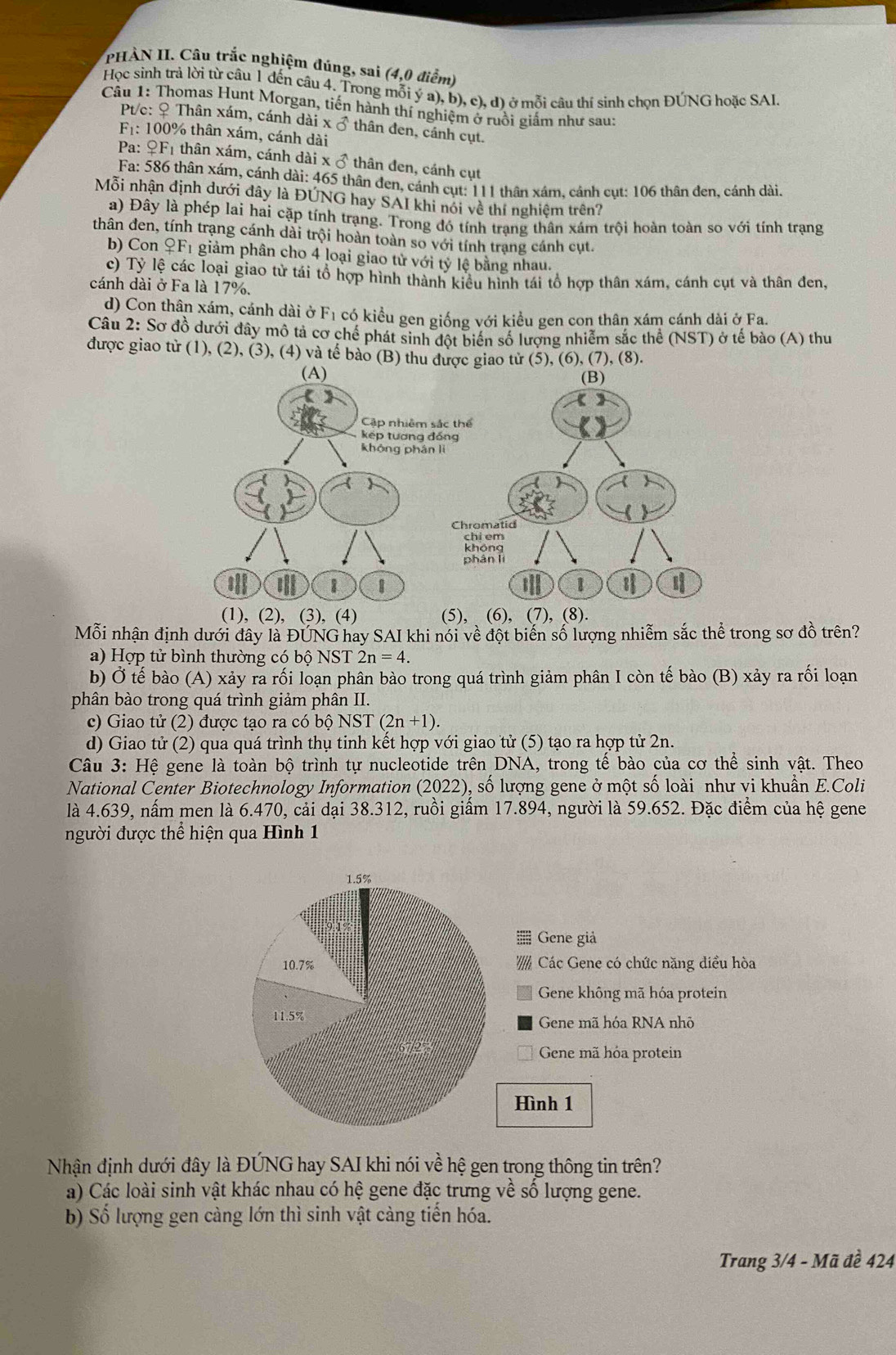 PHÀN II. Câu trắc nghiệm đúng, sai (4,0 điểm)
Học sinh trả lời từ câu 1 đến câu 4. Trong mỗi ya),b),c),d) ở mỗi câu thí sinh chọn ĐÚNG hoặc SAI.
Câu 1: Thomas Hunt Morgan, tiến hành thí nghiệm ở ruồi giấm như sau
Pt/c: ♀ Thân xám, cánh dài xvector o thân đen, cánh cụt.
F_1 : 100% thân xám, cánh dài
Pa: ♀F1 thân xám, cánh dài 5 thân đen, cánh cụt
daix_0
Fa: 586 thân xám, cánh dài: 465 thân đen, cánh cụt: 111 thân xám. cánh cụt: 106 thân đen, cánh dài.
Mỗi nhận định dưới dây là ĐUNG hay SAI khi nói về thí nghiệm trên?
a) Đây là phép lai hai cặp tính trạng. Trong đó tính trang thân xám trội hoàn toàn so với tính trạng
thân đen, tính trạng cánh dài trội hoàn toàn so với tính trạng cánh cụt.
b) Con ♀F1 giảm phân cho 4 loại giao tử với tỷ lệ bằng nhau.
c) Tỷ lệ các loại giao từ tái tổ hợp hình thành kiểu hình tái tổ hợp thân xám, cánh cụt và thân đen,
cánh dài ở Fa là 17%.
d) Con thân xám, cánh dài ở F_1 có kiểu gen giống với kiều gen con thân xám cánh dài ở Fa.
Câu 2: Sơ đồ dưới đây mô tả cơ chế phát sinh đốt biển số lương nhiêm sắc thể (NST) ở tế bào (A) thu
được giao từ (1), (2), (3), (4) và tế bào (B) thu(5), (6), (7), (8).
Mỗi nhận định dưới đây là ĐUNG hay SAI khi nói về đột biến số lượng nhiễm sắc thể trong sơ đồ trên?
a) Hợp tử bình thường có bộ NST 2n=4.
b) Ở tế bào (A) xảy ra rối loạn phân bào trong quá trình giảm phân I còn tế bào (B) xảy ra rối loạn
phân bào trong quá trình giảm phân II.
c) Giao tử (2) được tạo ra có bộ NST (2n+1).
d) Giao tử (2) qua quá trình thụ tinh kết hợp với giao tử (5) tạo ra hợp tử 2n.
Câu 3: Hệ gene là toàn bộ trình tự nucleotide trên DNA, trong tế bào của cơ thể sinh vật. Theo
National Center Biotechnology Information (2022), số lượng gene ở một số loài như vi khuẩn E.Coli
là 4.639, nấm men là 6.470, cải dại 38.312, ruồi giấm 17.894, người là 59.652. Đặc điểm của hệ gene
người được thể hiện qua Hình 1
≡  Gene giả
Các Gene có chức năng diều hòa
Gene không mã hóa protein
Gene mã hóa RNA nhô
Gene mã hóa protein
Hình 1
Nhận định dưới đây là ĐÚNG hay SAI khi nói về hệ gen trong thông tin trên?
a) Các loài sinh vật khác nhau có hệ gene đặc trưng về số lượng gene.
b) Số lượng gen càng lớn thì sinh vật càng tiến hóa.
Trang 3/4 - Mã đề 424