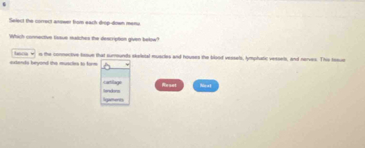 Select the correct answer from each drop-down menu 
Which connective tissue matches the description given below? 
lascia ￥ is the connective tissue that surrounds skeletal muscles and houses the blood vessels, lymphatic vessels, and nerves. This tssue 
extends beyond the muscles to farm 
cartifage Reset Next 
tendons 
ligaments