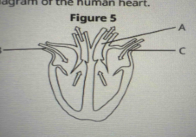 lagram of the human heart.