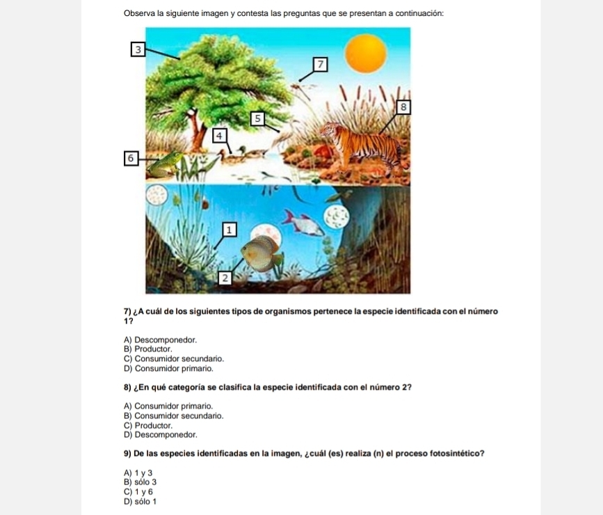 Observa la siguiente imagen y contesta las preguntas que se presentan a continuación:
7) ¿ A cuál de los siguientes tipos de organismos pertenece la especie identificada con el número
1?
A) Descomponedor.
B) Productor.
C) Consumidor secundario.
D) Consumidor primario.
8) ¿ En qué categoría se clasifica la especie identificada con el número 2?
A) Consumidor primario.
B) Consumidor secundario.
C) Productor.
D) Descomponedor.
9) De las especies identificadas en la imagen, ¿cuál (es) realiza (n) el proceso fotosintético?
A) 1 y 3
B) sólo 3
C) 1 y 6
D) sólo 1