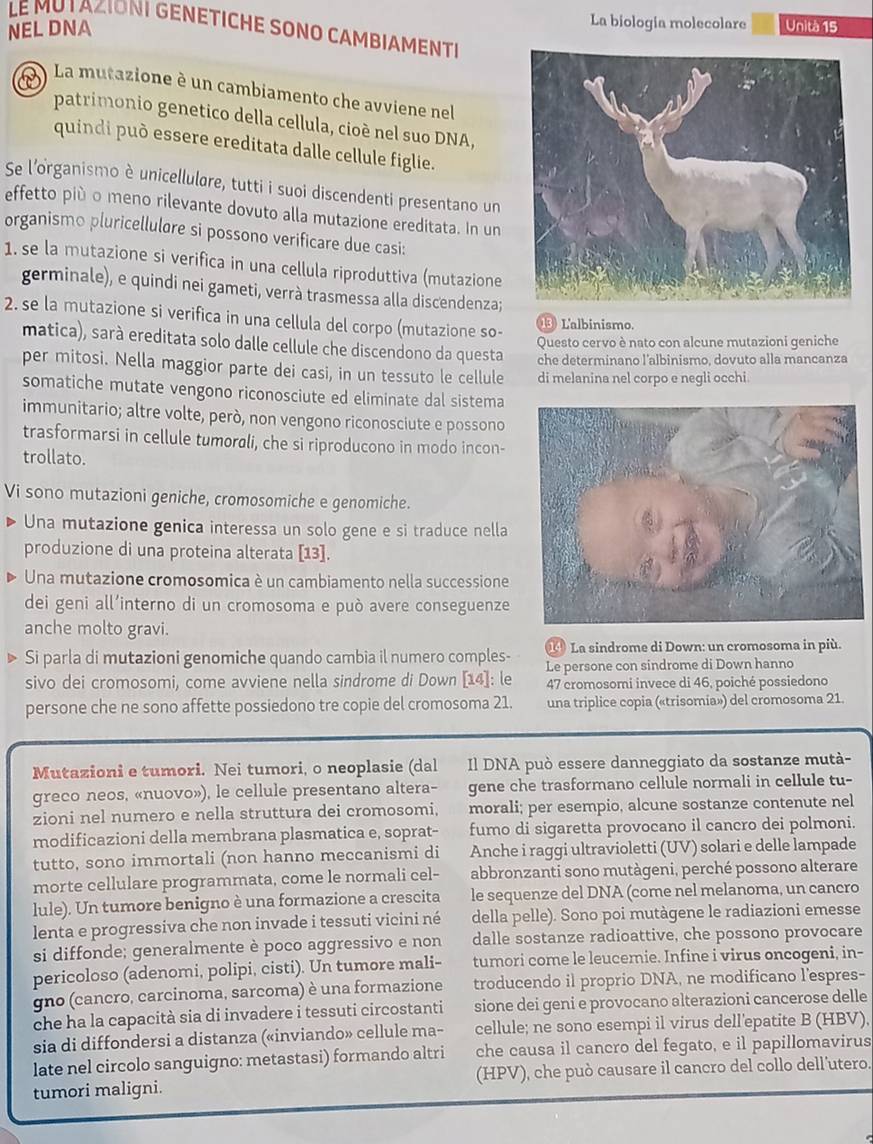 La biología molecolare
LE MU TAZIONI GENETICHE SONO CAMBIAMENTI
NEL DNA Unità 15
) La mutazione è un cambiamento che avviene nel
patrimonio genetico della cellula, cioè nel suo DNA,
quindi può essere ereditata dalle cellule figlie.
Se l'organismo è unicellulare, tutti i suoi discendenti presentano un
effetto più o meno rilevante dovuto alla mutazione ereditata. In un
organismo pluricellulore si possono verificare due casi:
1. se la mutazione si verifica in una cellula riproduttiva (mutazione
germinale), e quindi nei gameti, verrà trasmessa alla discendenza;
2. se la mutazione si verifica in una cellula del corpo (mutazione so-
L'albinismo.
Questo cervo è nato con alcune mutazioni geniche
matica), sarà ereditata solo dalle cellule che discendono da questa che determinano l'albinismo, dovuto alla mancanza
per mitosi. Nella maggior parte dei casi, in un tessuto le cellule di melanina nel corpo e negli occhi
somatiche mutate vengono riconosciute ed eliminate dal sistema
immunitario; altre volte, però, non vengono riconosciute e possono
trasformarsi in cellule tumorali, che si riproducono in modo incon-
trollato.
Vi sono mutazioni geniche, cromosomiche e genomiche.
Una mutazione genica interessa un solo gene e si traduce nella
produzione di una proteina alterata [13].
Una mutazione cromosomica è un cambiamento nella successione
dei geni all’interno di un cromosoma e può avere conseguenze
anche molto gravi.
Si parla di mutazioni genomiche quando cambia il numero comples-    La sindrome di Down: un cromosoma in più.
sivo dei cromosomi, come avviene nella sindrome di Down [14]: le Le persone con sindrome di Down hanno
47 cromosomi invece di 46, poiché possiedono
persone che ne sono affette possiedono tre copie del cromosoma 21. una triplice copia («trisomia») del cromosoma 21.
Mutazioni e tumori. Nei tumori, o neoplasie (dal Il DNA può essere danneggiato da sostanze mutà-
greco neos, «nuovo»), le cellule presentano altera- gene che trasformano cellule normali in cellule tu-
zioni nel numero e nella struttura dei cromosomi, morali; per esempio, alcune sostanze contenute nel
modificazioni della membrana plasmatica e, soprat- fumo di sigaretta provocano il cancro dei polmoni.
tutto, sono immortali (non hanno meccanismi di Anche i raggi ultravioletti (UV) solari e delle lampade
morte cellulare programmata, come le normali cel- abbronzanti sono mutàgeni, perché possono alterare
lule). Un tumore benigno è una formazione a crescita le sequenze del DNA (come nel melanoma, un cancro
lenta e progressiva che non invade i tessuti vicini né della pelle). Sono poi mutàgene le radiazioni emesse
si diffonde; generalmente è poco aggressivo e non dalle sostanze radioattive, che possono provocare
pericoloso (adenomi, polipi, cisti). Un tumore mali- tumori come le leucemie. Infine i virus oncogeni, in-
gno (cancro, carcinoma, sarcoma) è una formazione troducendo il proprio DNA, ne modificano l'espres-
che ha la capacità sia di invadere i tessuti circostanti sione dei geni e provocano alterazioni cancerose delle
sia di diffondersi a distanza («inviando» cellule ma- cellule; ne sono esempi il virus dell'epatite B (HBV),
late nel circolo sanguigno: metastasi) formando altri che causa il cancro del fegato, e il papillomavirus
tumori maligni. (HPV), che può causare il cancro del collo dell'utero.