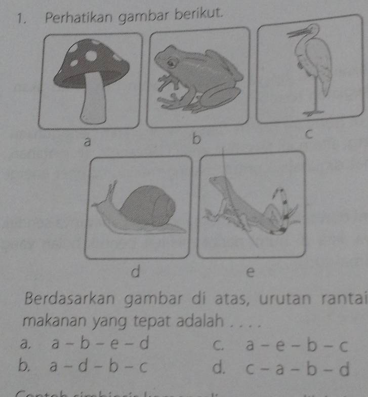 Perhatikan gambar berikut.
a
b
C
d
e
Berdasarkan gambar di atas, urutan rantai
makanan yang tepat adalah . . . .
a. a-b-e-d C. a-e-b-c
b. a-d-b-c d. c-a-b-d