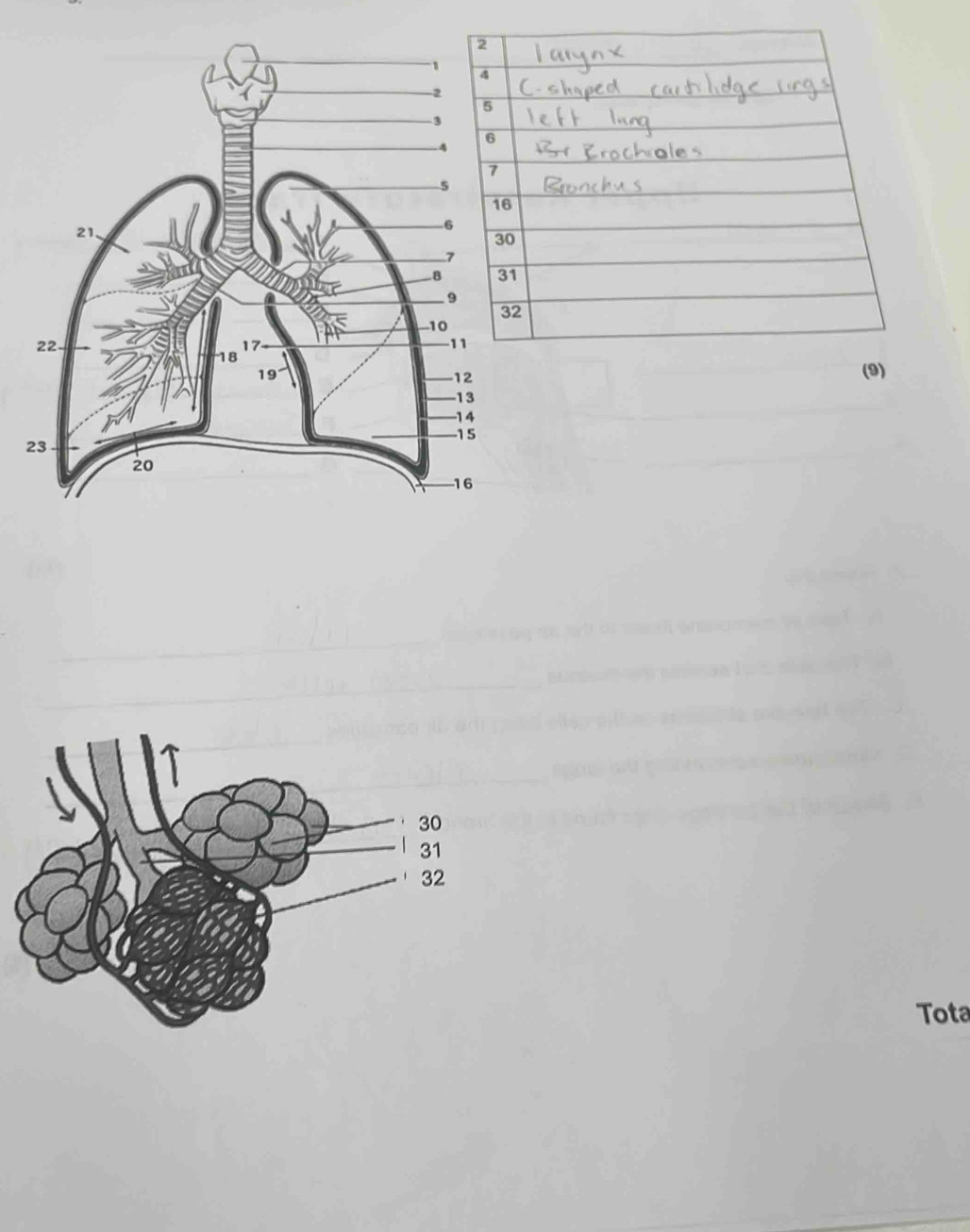 (9) 
Tota