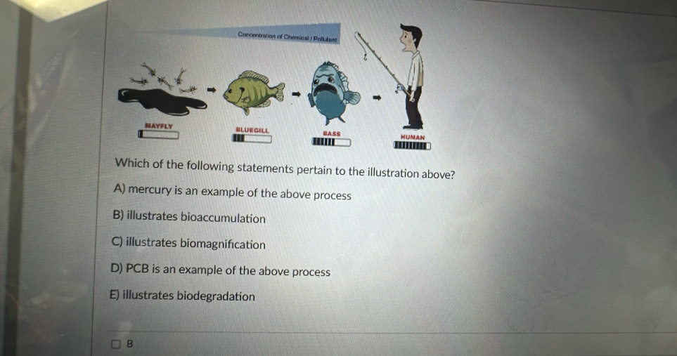 Which of the following statements pertain to the illustration above?
A) mercury is an example of the above process
B) illustrates bioaccumulation
C) illustrates biomagnification
D) PCB is an example of the above process
E) illustrates biodegradation
B