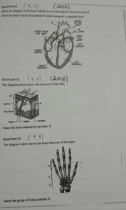 palow is a diagram of the heart with the arrows showing the movement of blood. 
Name the major blood vessel labeled X which transports oxygenated blood. 
Question 32 
. The diagram below shows the structure of the skin. 
Name the layer marked by the letter Q. 
Question 33 
The diagram below shows the bone structure of the hand. 
2
Y
x
_ 
Name the group of bones labeled X. 
_