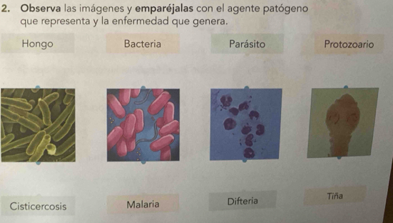 Observa las imágenes y emparéjalas con el agente patógeno
que representa y la enfermedad que genera.
Hongo Bacteria Parásito Protozoario
Cisticercosis Malaria Difteria Tiña