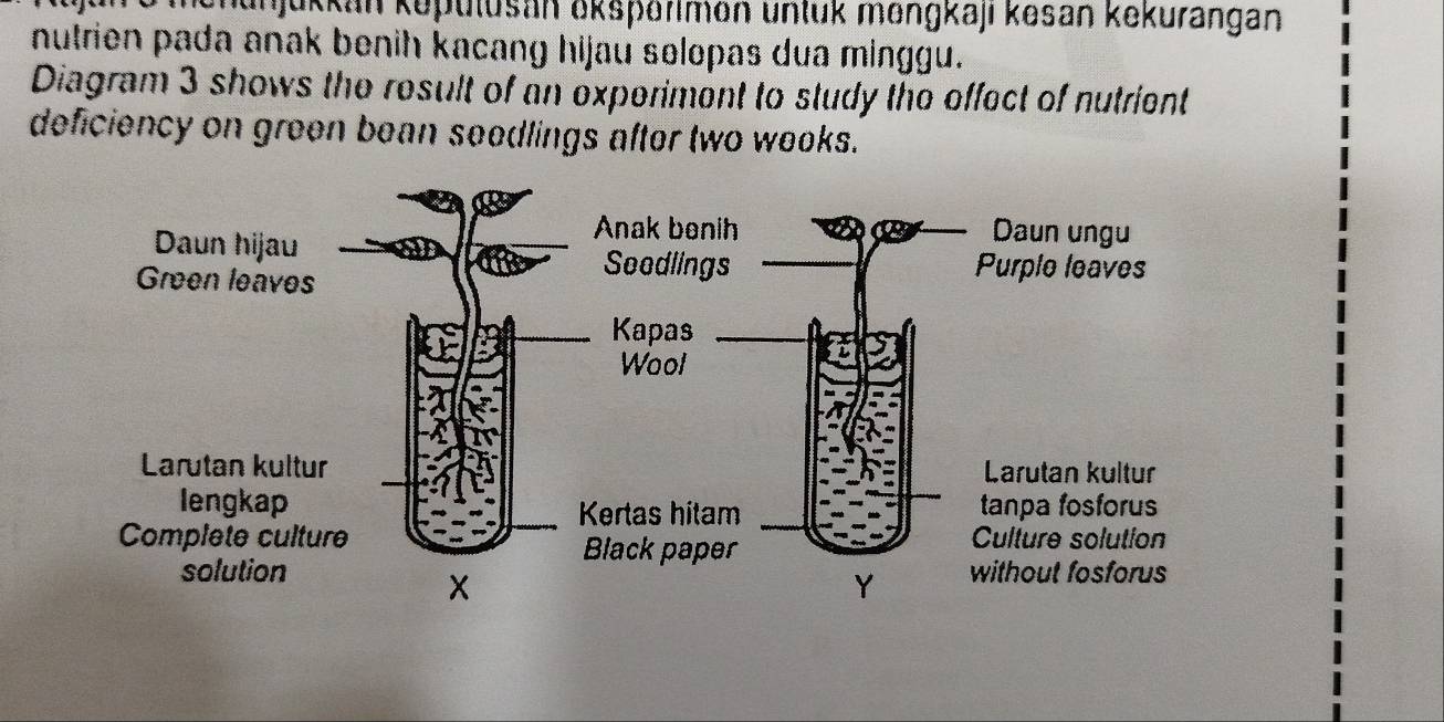 unjükkan kepulusan oksporimon untuk mengkaji kesan kekurangan 
nutrien pada anak benih kacang hijau selopas dua minggu. 
Diagram 3 shows the result of an experiment to study the offect of nutrient 
deficiency on green bean seedlings after two weeks.