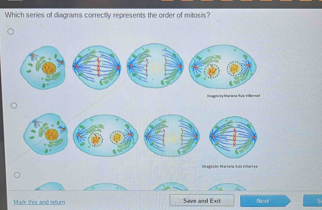 Which series of diagrams correctly represents the order of mitosis? 
Images by Mariana Auiz Villarreal 
Imagesby Mariana Ruiz Villarrea 
Mark this and return Save and Exit Next S