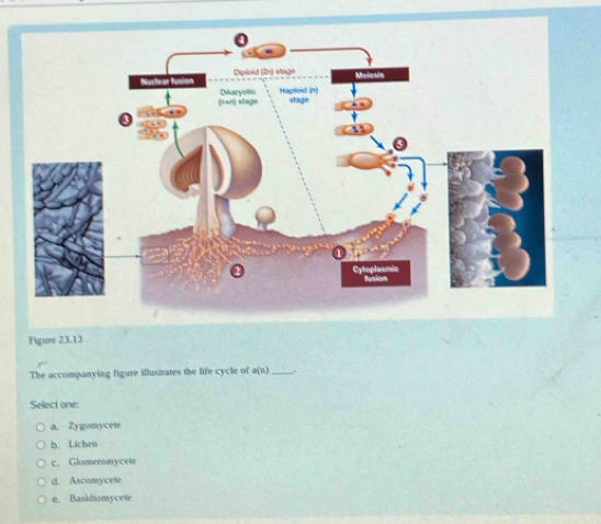 Figure 23.13
The accompanying figure illustrates the life cycle of a(n) _
Select one:
a. Zygomycete
b. Lichen
c. Glomeromycete
d. Ascomycete
e. Basidiomycete