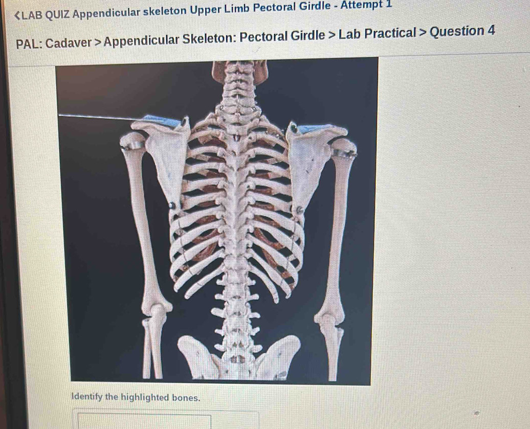 Solved: 《LAB QUIZ Appendicular skeleton Upper Limb Pectoral Girdle ...
