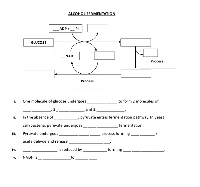 One molecule of glucose undergoes _to form 2 molecules of
_, 2_ and 2 _.
ii. In the absence of_ , pyruvate enters fermentation pathway. In yeast
cell/bacteria,pyruvate undergoes _fermentation .
iii. Pyruvate undergoes_ process forming _  
acetaldehyde and release_
iv. _is reduced by _forming_
;
v. NADH is _to_ .