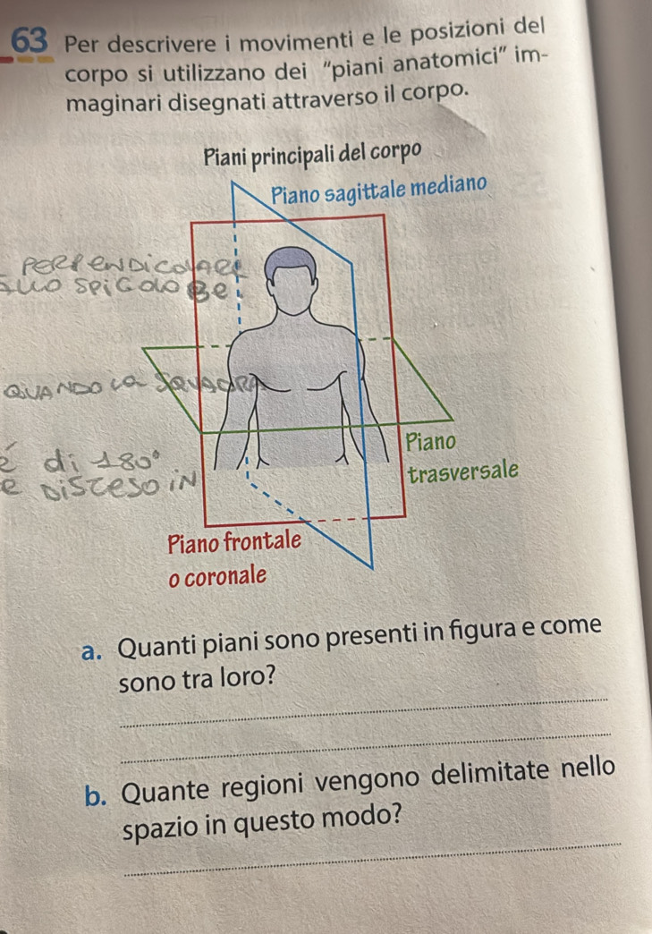 Per descrivere i movimenti e le posizioni del 
corpo si utilizzano dei “piani anatomici” im- 
maginari disegnati attraverso il corpo. 
a. Quanti piani sono presenti in figura e come 
_ 
sono tra loro? 
_ 
b. Quante regioni vengono delimitate nello 
_ 
spazio in questo modo?