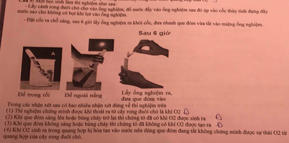 si Một học sinh làm thí nghiệm như sau: 
- Lây cảnh rong đuôi chó cho vào ống nghiệm, đồ nước đầy vào ống nghiệm sau đó úp vào cốc thủy tinh đựng đầy 
nước sao cho không có bọt khí lọt vào ống nghiệm. 
- Đặt cốc ra chỗ sáng, sau 6 giờ lấy ống nghiệm ra khỏi cốc, đưa nhanh que đóm vừa tắt vào miệng ống nghiệm. 
Trong các nhận xét sau có bao nhiêu nhận xét đúng về thí nghiệm trên 
(1) Thí nghiệm chứng minh được khí thoát ra từ cây rong đuôi chó là khí O2 
(2) Khi que đóm sáng lên hoặc bùng cháy trở lại thì chứng tỏ đã có khi O2 được sinh ra 
(3) Khi que đóm không sáng hoặc bùng cháy thì chứng tỏ đã không có khí O2 được tạo ra 
(4) Khí O2 sinh ra trong quang hợp bị hòa tan vào nước nên dúng que đóm đang tắt không chứng minh được sự thải O2 từ 
quang hợp của cây rong đuôi chó.