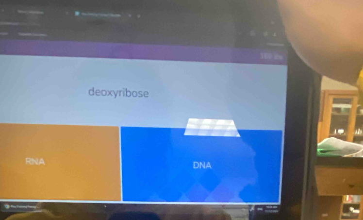 U2 the 
deoxyribose 
RNA DNA