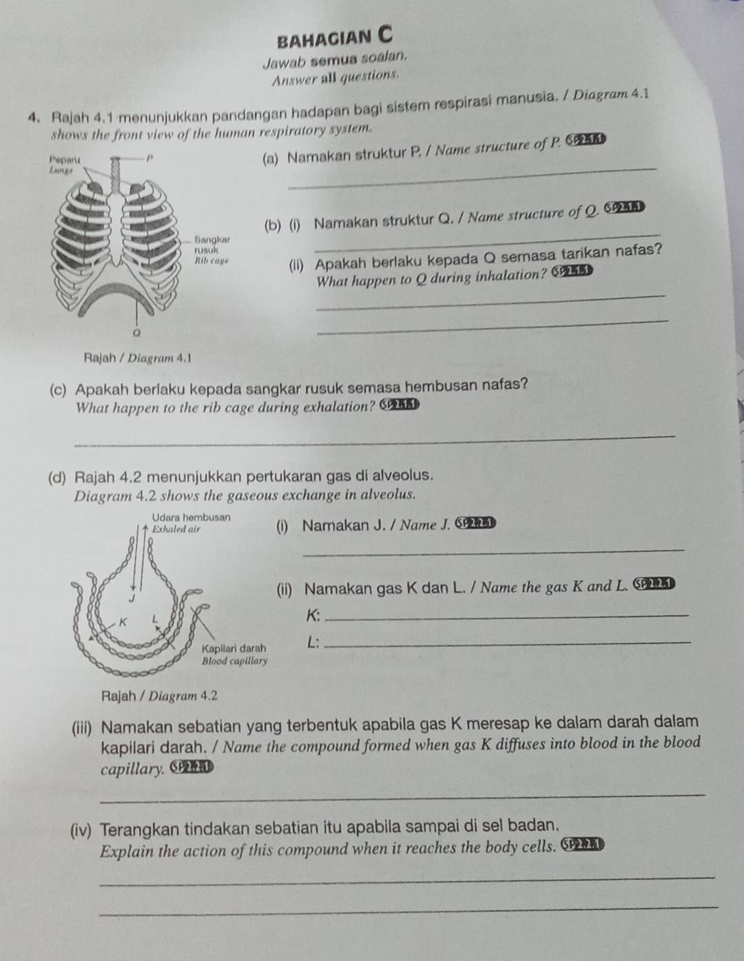 bahagian C 
Jawab semua soalan. 
Answer all questions. 
4. Rajah 4.1 menunjukkan pandangan hadapan bagi sistem respirasi manusia. / Diagram 4.1 
shows the front view of the human respiratory system. 
_ 
(a) Namakan struktur P. / Name structure of P. C
(b) (i) Namakan struktur Q. / Name structure of Q. C 
_ 
(Ii) Apakah berlaku kepada Q semasa tarikan nafas? 
_ 
What happen to Q during inhalation? C 
_ 
Rajah / Diagram 4.1 
(c) Apakah berlaku kepada sangkar rusuk semasa hembusan nafas? 
What happen to the rib cage during exhalation? C 
_ 
(d) Rajah 4.2 menunjukkan pertukaran gas di alveolus. 
Diagram 4.2 shows the gaseous exchange in alveolus. 
i) Namakan J. / Name J. C 
_ 
ii) Namakan gas K dan L. / Name the gas K and L. C
K:_ 
L:_ 
Rajah / Diagram 4.2 
(iii) Namakan sebatian yang terbentuk apabila gas K meresap ke dalam darah dalam 
kapilari darah. / Name the compound formed when gas K diffuses into blood in the blood 
capillary. Cn 
_ 
(iv) Terangkan tindakan sebatian itu apabila sampai di sel badan. 
Explain the action of this compound when it reaches the body cells. S 
_ 
_