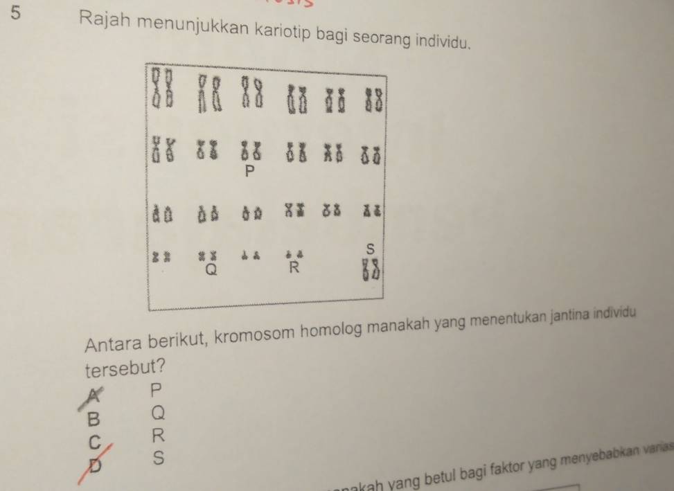 Rajah menunjukkan kariotip bagi seorang individu.
A
P
D
à 
S
Q
R
Antara berikut, kromosom homolog manakah yang menentukan jantina individu
tersebut?
P
B Q
C R
D S
kah y ang betul bagi faktor yang menyebabkan varnia.