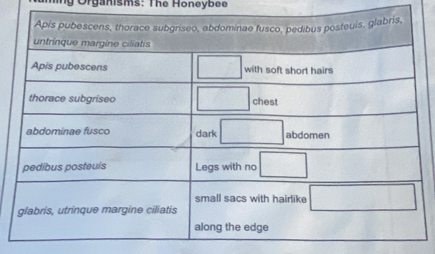 Organisms: The Honeybee