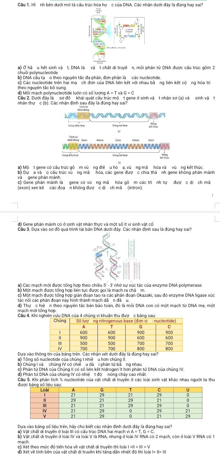 Hi nh bên dưới mô tả cầu trúc hóa họ c của DNA. Các nhận dưới đây là đúng hay sai?
a) Ở hà u hết sinh vậ t, DNA là vậ t chất di truyề n, mỗi phân tử DNA được cấu trúc gồm 2
chuỗi polynucleotide
b) DNA cầu tạ o theo nguyên tắc đa phân, đơn phân là các nucleotide.
c) Các nucleotide trên hai mạ ch đơn của DNA liên kết với nhau bằ ng liên kết cộ ng hóa trị
theo nguyên tắc bô sung.
d) Mỗi mạch polynucleotide luôn có số lượng A=T và G=C
Câu 2. Dưới đây là sơ đô khái quát cầu trúc mộ t gene ở sinh vậ t nhân sơ (a) và sinh vậ t
nhân thự c (b). Các nhận định sau đây là đúng hay sai?
Vùng mã hoá
a)
Intron Intron Exon
Vùng điều hoà Vùng mã hoá Le
b)
a) Mộ t gene có câu trúc gô m vùơng điề u hò a, vù ng mã hóa và vù ng kết thúc.
b) Dự a và o cầu trúc vùơng mã hóa, các gene đượ c chia thà nh gene không phân mảnh
và gene phân mảnh.
c) Gene phân mảnh là gene có vù ng mã hóa gô m các tri nh tự đượ c di ch mã
(exon) xen kẽ các đoạ n không đượ c di ch mã (intron).
1
d) Gene phân mảnh có ở sinh vật nhân thực và một số ít vi sinh vật cố.
Câu 3. Dựa vào sơ đồ quá trình tái bản DNA dưới đây. Các nhận định sau là đúng hay sai?
a) Các mạch mới được tổng hợp theo chiều 5' - 3' nhờ sự xúc tác của enzyme DNA polymerase.
b) Một mạch được tổng hợp liên tục được gọi là mạch ra chậ m.
c) Một mạch được tổng hợp gián đoạn tạo ra các phân đoạn Okazaki, sau đó enzyme DNA ligase xúc
tác nối các phân đoạn này hình thành mạch dã n đã u.
d) Thự c hiệ n theo nguyên tắc bán bảo toàn, đó là mỗi DNA con có một mạch từ DNA mẹ, một
mạch mới tổng hợp
Câu 4. Khi nghiên cứu DNA của 4 chủng vi khuân thu đượ c bảng sau:
Dựa vào thông tin của bảng trên. Các nhận xét dưới đây là đúng hay sai?
a) Tổng số nucleotide của chủng I nhiề  u hơn chủng II.
b) Chủng I và chủng IV có chiê u dà i phân tử bă ng nhau.
c) Phân tử DNA của Chủng II có số liên kết hidrogen ît hơn phân tử DNA của chủng IV.
d) Phân tử DNA của chủng IV có nhiệ t độ nóng chảy cao nhất.
Câu 5. Khi phân tích % nucleotide của vật chất di truyền ở các loài sinh vật khác nhau người ta thu
Dựa vào bảng số liệu trên, hãy cho biết các nhận định dưới đây là đúng hay sai?
a) Vật chất di truyền ở loài III có cấu trúc DNA hai mạch vì A=T,G=C
b) Vật chất di truyền ở loài IV và loài V là RNA, nhưng ở loài IV RNA có 2 mạch, còn ở loài V RNA có 1
mach.
c) Xét theo mức độ tiến hóa về vật chất di truyền thì I oail>|>11>111>V
d) Xét về tính bền của vật chất di truyền khi tăng dần nhiệt đô thì loài I> II> II