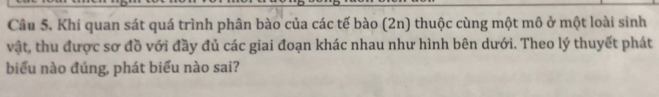 Khi quan sát quá trình phân bào của các tế bào (2n) thuộc cùng một mô ở một loài sinh 
vật, thu được sơ đồ với đầy đủ các giai đoạn khác nhau như hình bên dưới. Theo lý thuyết phát 
biểu nào đúng, phát biểu nào sai?