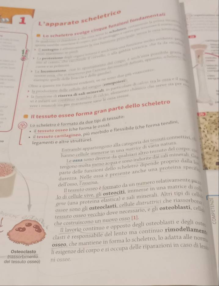 L'apparato scheletrico
* Lo scheletro svolge cinque funzioni fondamental
e cnalomo e chíndes a che cosa serve lo scheletró, certamente la prms irou
apans slbe smtiene il carpos, poi sly prongges a serv vr per rnowern il toi
*  El sombeto e efferrreanente la sos fúnmene prmorste, sercia le 1ssa les
    
La penetione deglorpel interniéach esa una fossione moîto eeidentes pa
n staree i ph
mo al crams, she razchaae if cervello, o alla gabbia toracica, che La da seon
La locomosione, cioé la spostamento del curpo, é anci essa possibile grasia
canse e as polnsom
iostre essa, she s mageno per Lacione del muscoli defims, appunto, schefer no
esempio quell delle braccia e delle gambe)
Oire a queste tre funzioni evidenti/ ve ne sono due prú «nascoste»
la produmone delle cellule del sangue (emopoiesi)
la funzione di riserva di sali minerali, in particolare di calcio, tra le ossa e il san        
vi é infarti um contínuo scambio di calcio, elemento chímico che serve sta per  m
√ o vere i muscoli sia per mantenere sane le ossa stesse.
Il tessuto osseo forma gran parte dello scheletro
45
Lo scheletro é formato da due tipi di tessuto:
il tessuto osseo (che forma le ossa);
il tessuto cartilagineo, piú morbido e flessibile (che forma tendini,
30 legamenti e altre strutture).
Entrambí appartengono alla categoria dei tessuti connettivi, d
hanno cellule immerse in una matrice di varia natura.
Le ossa sono diverse da qualsiasi altro tessuto del corpo: ∞
tengono molta meno acqua e sono indurite dai sali minerali. Gr.
parte delle funzioni dello scheletro dipende proprio dalla lo
durezza. Nelle ossa è presente anche una proteina specifi
dell'osso, l'øsseína.
Il tessuto osseo è formato da un numero relativamente pico
lo di cellule vive, gli osteociti, immerse in una matrice di co
gene (una proteina elastica) e sali minerali. Altri tipi di cell.
ossee sono gli osteoclasti, cellule distruttrici che riassorbon
tessuto osseo vecchio dove necessario, e gli osteoblasti, celle 5
che costruiscono un nuovo osso [1].
Il lavorio continuo e opposto degli osteoblasti e degli oste
clasti è responsabile del lento ma continuo rimodellament
osseo, che mantiene in forma lo scheletro, lo adatta alle norm
(riassorbimento li esigenze del corpo e sí occupa delle riparazioni in caso di les
Osteoclasto
del tessuto osseo) ni ossee.