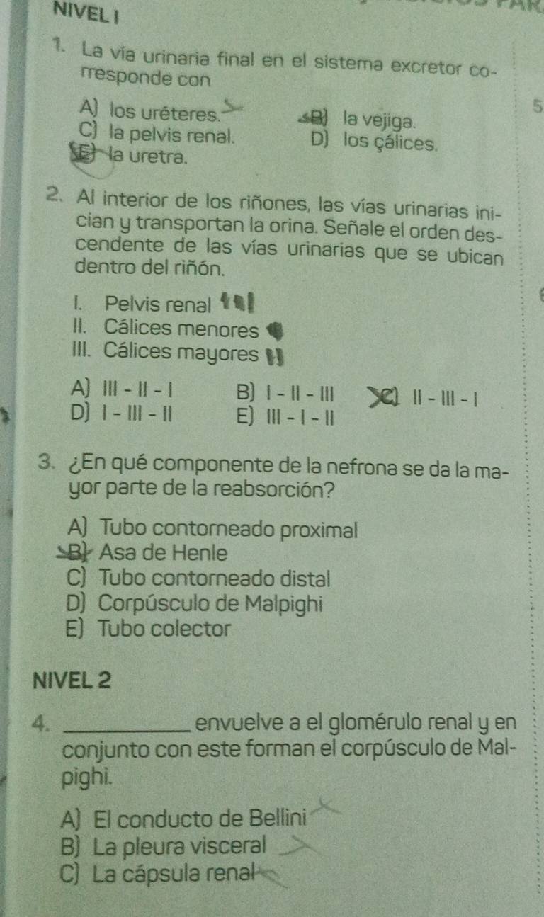 NIVEL I
1. La vía urinaria final en el sistema excretor co-
rresponde con
5
A) los uréteres. B) la vejiga.
C) la pelvis renal. D) los çálices.
Ela uretra.
2. Al interior de los riñones, las vías urinarias ini-
cian y transportan la orina. Señale el orden des-
cendente de las vías urinarias que se ubican
dentro del riñón.
1. Pelvis renal
II. Cálices menores
III. Cálices mayores [
A |||-||-| B) |-1|-||| Xel ||-1||-1
D] 1-111-11 E) 111-1-11
3. ¿En qué componente de la nefrona se da la ma-
yor parte de la reabsorción?
A) Tubo contorneado proximal
B Asa de Henle
C) Tubo contorneado distal
D) Corpúsculo de Malpighi
E) Tubo colector
NIVEL 2
4. _envuelve a el glomérulo renal y en
conjunto con este forman el corpúsculo de Mal-
pighi.
A) El conducto de Bellini
B) La pleura visceral
C) La cápsula renal