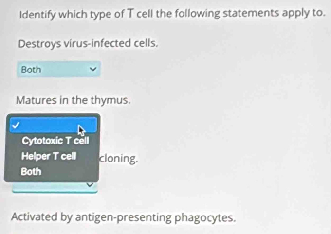 Identify which type of T cell the following statements apply to.
Destroys virus-infected cells.
Both
Matures in the thymus.
Cytotoxic T cell
Helper T cell cloning.
Both
Activated by antigen-presenting phagocytes.