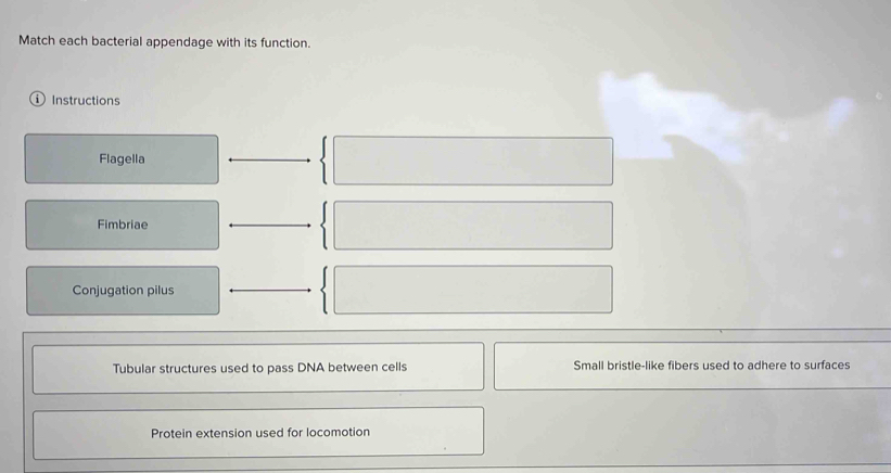Match each bacterial appendage with its function.
① Instructions
Flagella
Fimbriae
Conjugation pilus
Tubular structures used to pass DNA between cells Small bristle-like fibers used to adhere to surfaces
Protein extension used for locomotion